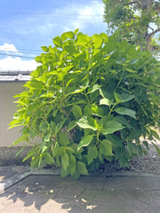 初夏の青空の下で大きく茂ったアジサイの葉が、陽の光を浴びて鮮やかに輝いています。花はまだ咲いていませんが、つぼみがふくらんでおり、もうすぐ開花を迎えそうです。